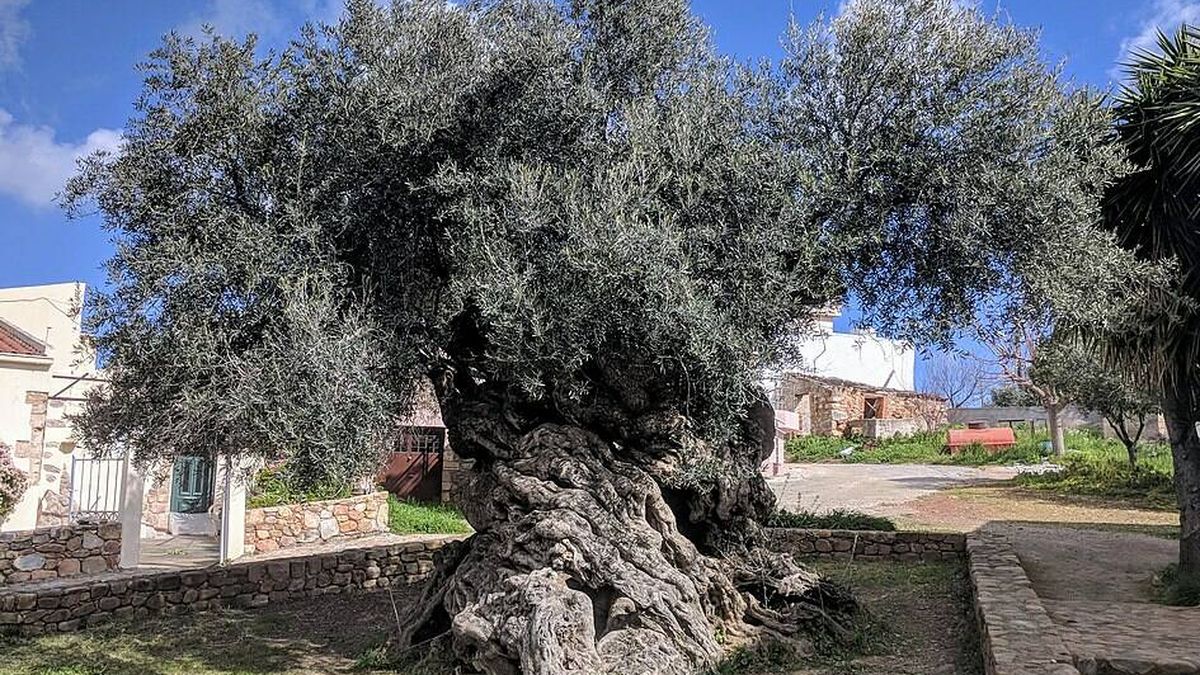 Así es el olivo más grande y viejo del mundo (que sobrevivió al Imperio Romano)