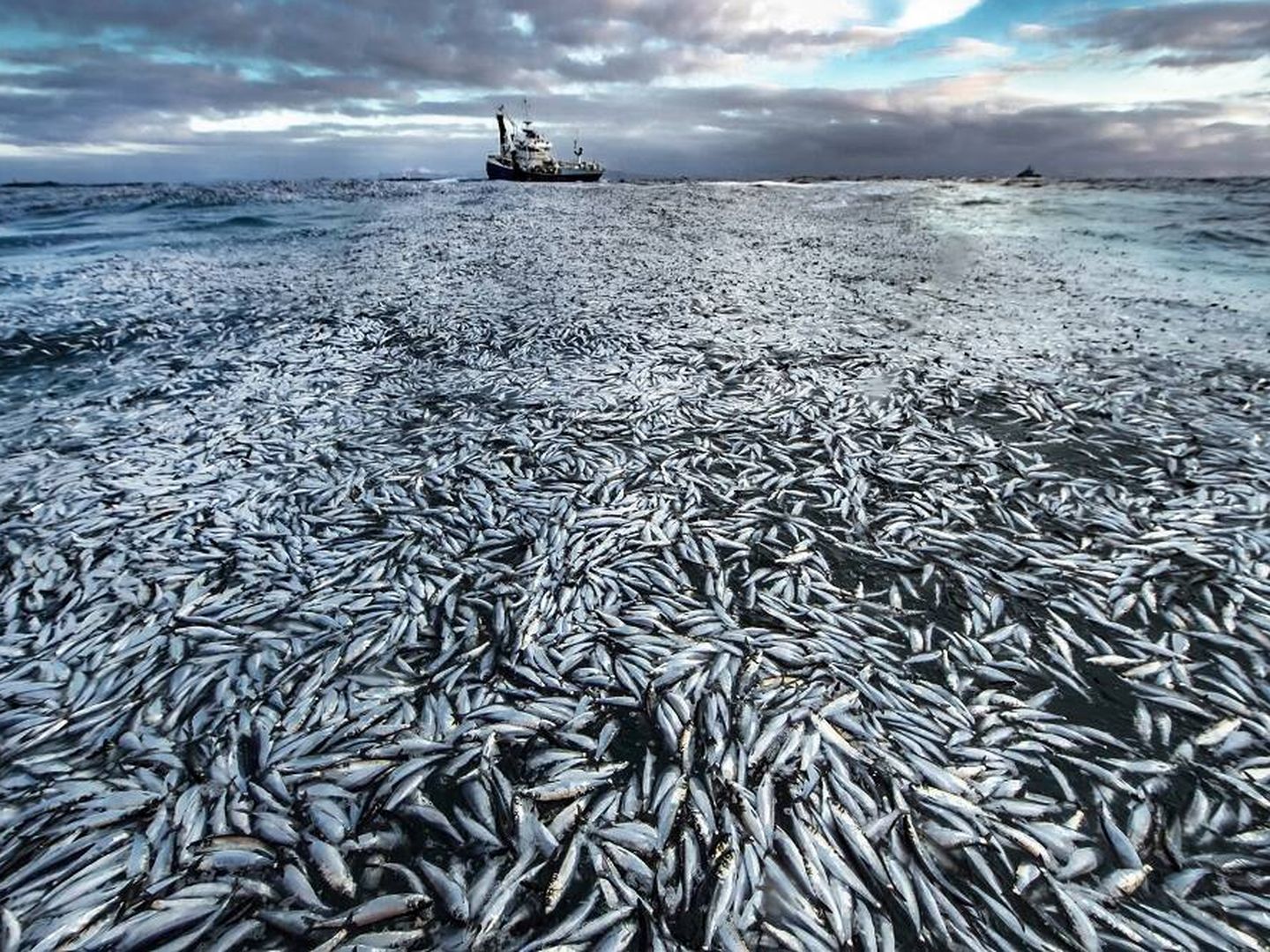 Miles de arenques muertos. (Audun Rikardsen/Wildlife Photographer of the Year) 
