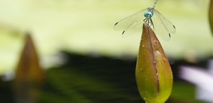 Post de Una especie de libélula se expande por España debido a las altas temperaturas por el cambio climático