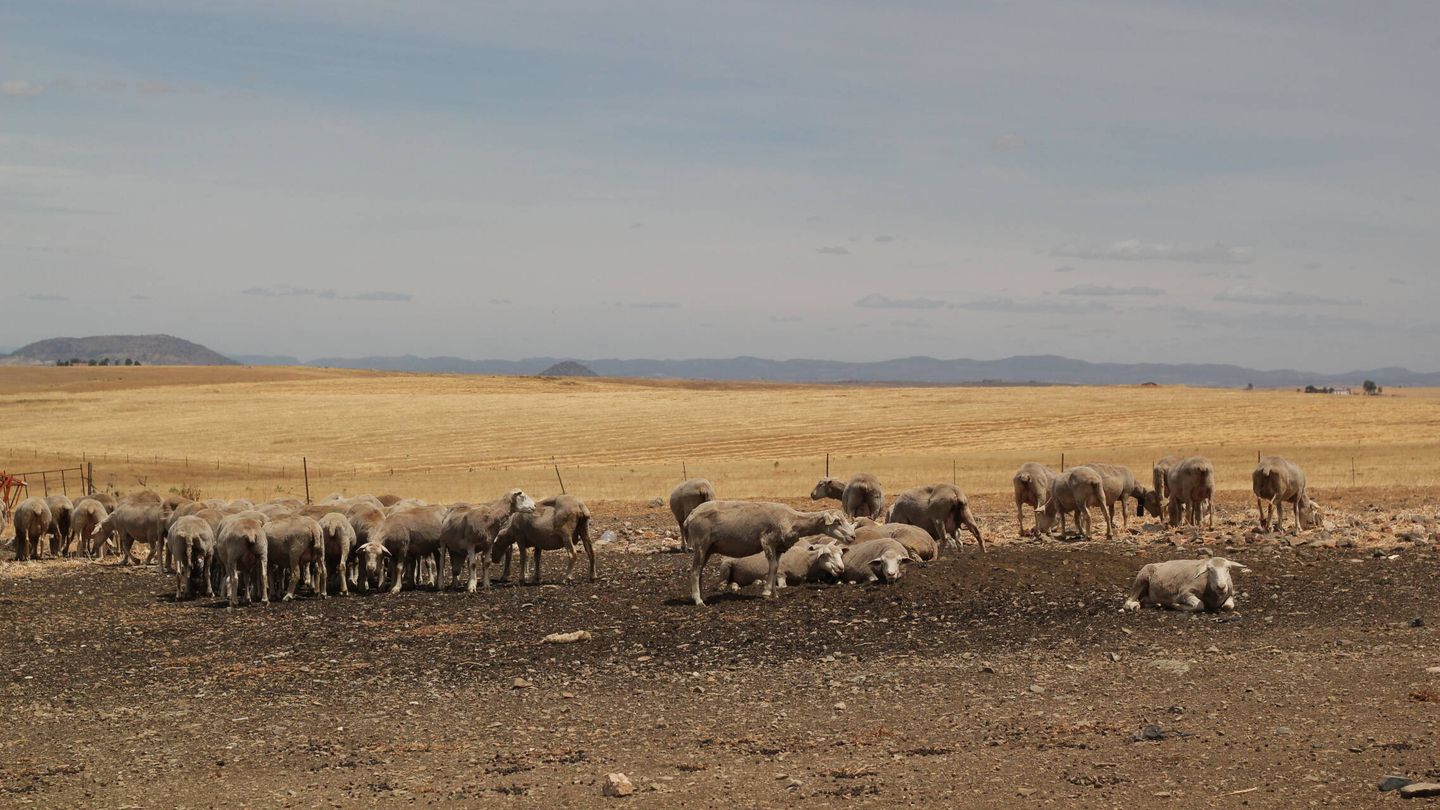 Las ovejas de Cárdenas pastan lo poco que dejan las langostas. (G. C.)