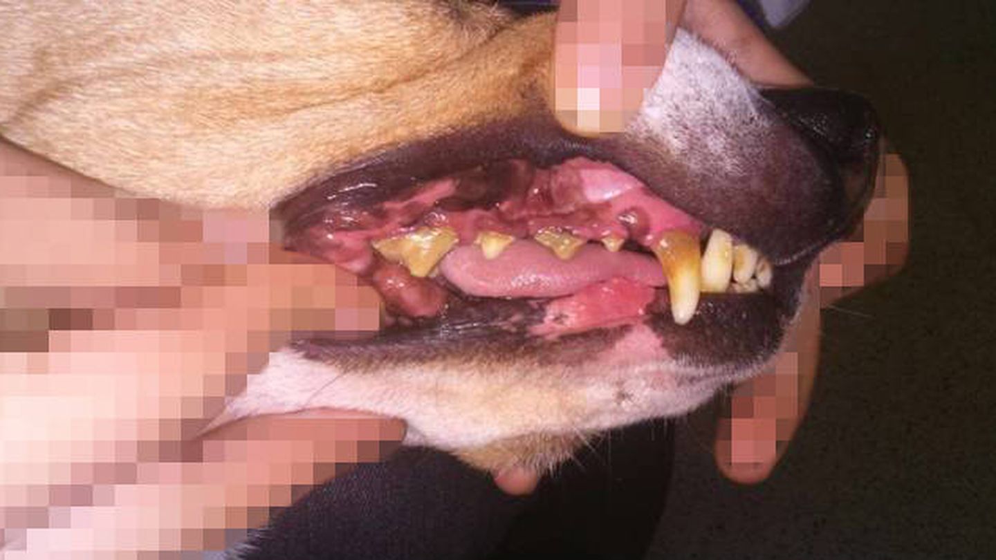 Los alumnos denuncian que los beagles tienen mucho sarro. Este perro tiene periodontitis, según los expertos.