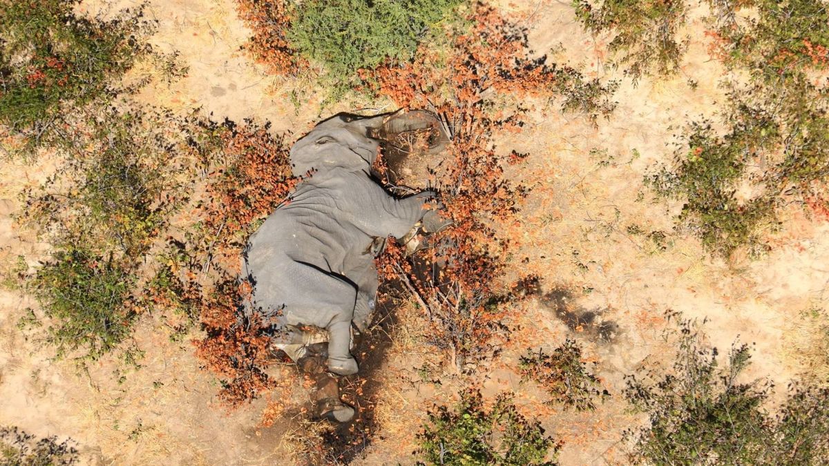 Fin del misterio: ya se conoce por qué murieron 330 elefantes en Botsuana