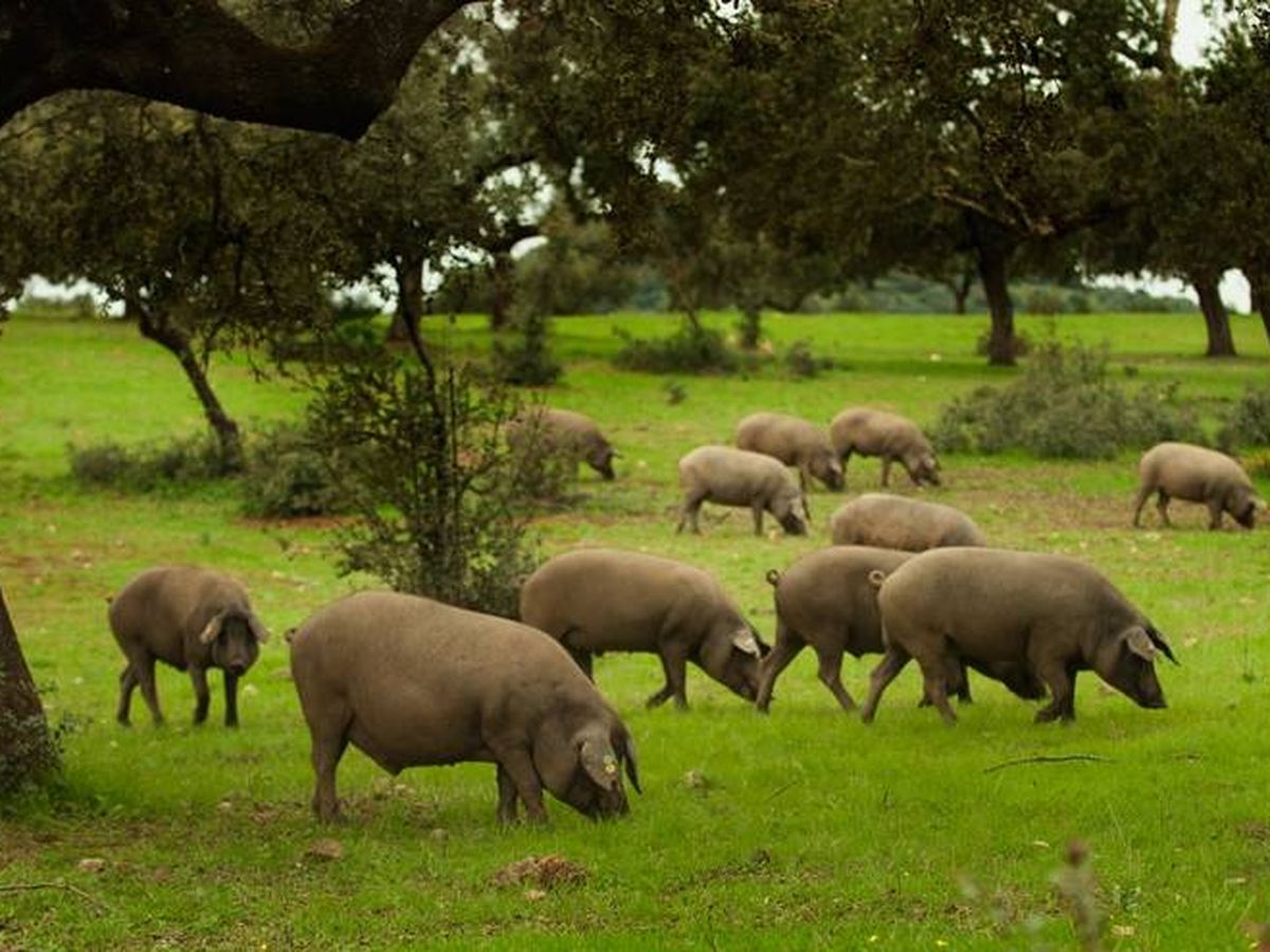 Foto: El cerdo ibérico de bellota, el principal tesoro de las dehesas (Foto: Cedida por AGEDREX)