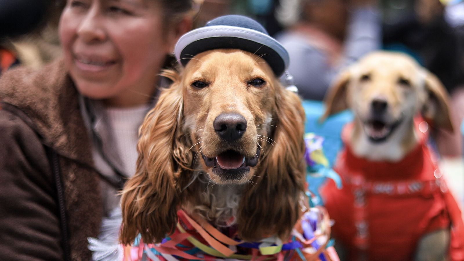La Policía Nacional en Navarra alerta sobre ciberestafas en la compraventa de mascotas