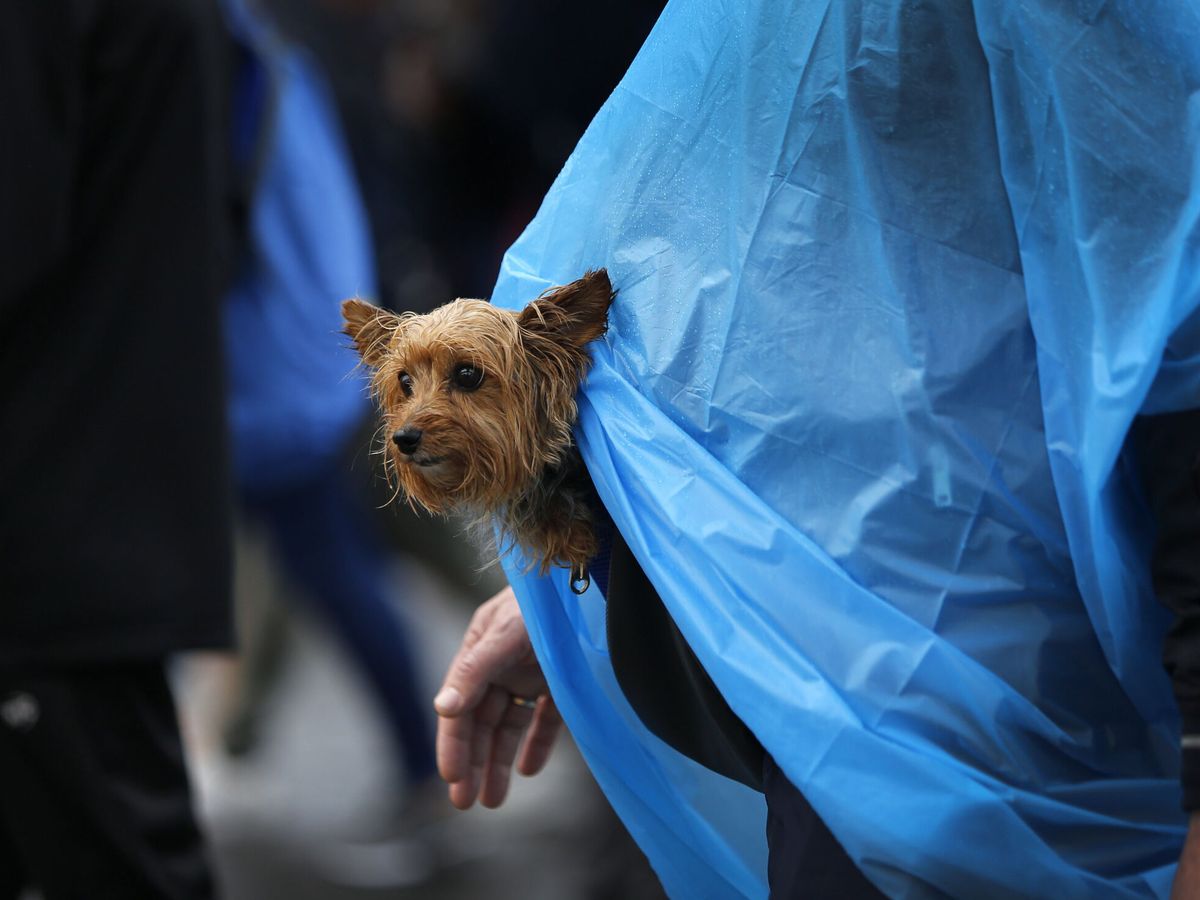 Foto: La mayoría de los perros no disfrutan del agua y al lluvia (EFE/Manuel Lorenzo)