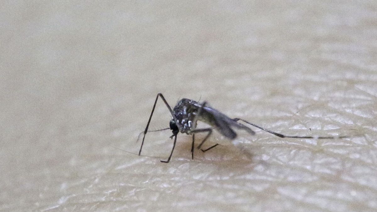 Los cinco planes de la comunidad científica para acabar con el virus del Zika