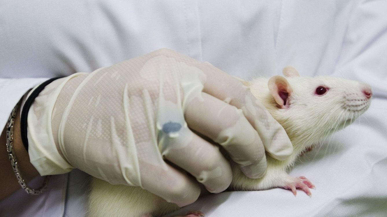 Descubren un nuevo anticuerpo con efectos terapéuticos en ratones con alzhéimer