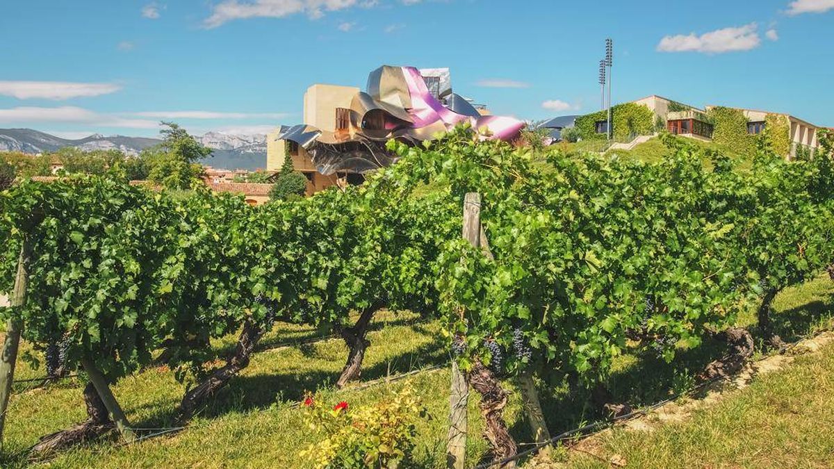 El Santo Grial de los viñedos de Rueda: el retorno a la tierra o el cultivo 100% ecológico