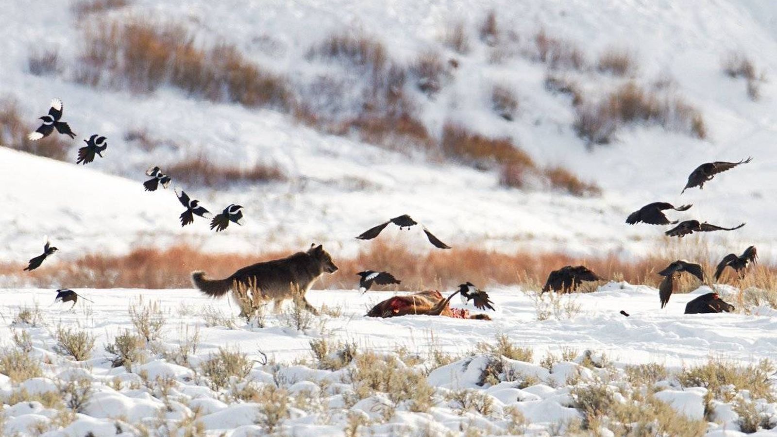 Foto: Los lobos alteraron hasta el comportamiento de los ríos (@StepheneWells)