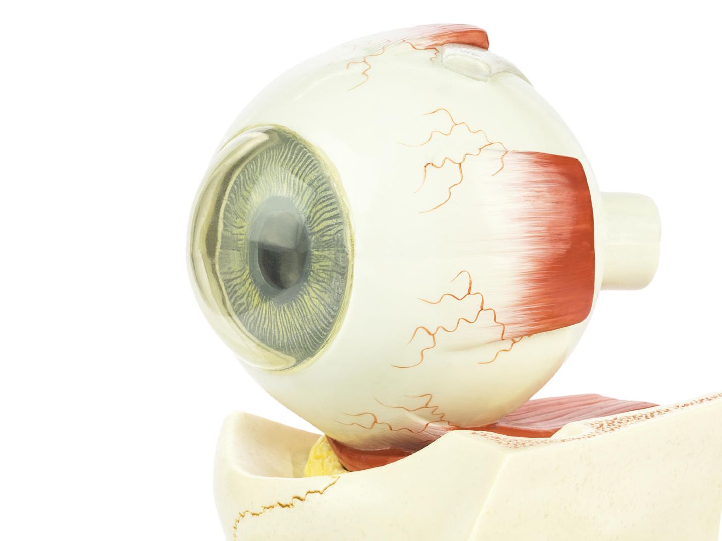La degeneración macular impide la visión central del ojo