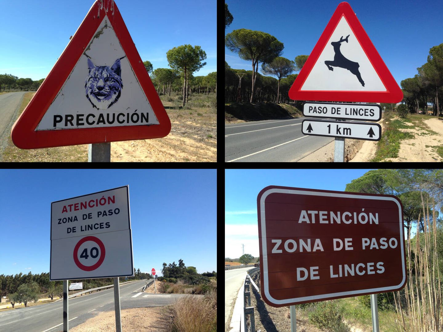 Cartelería contra los atropellos de linces en Doñana. (Fotos: Jose Luis Gallego)