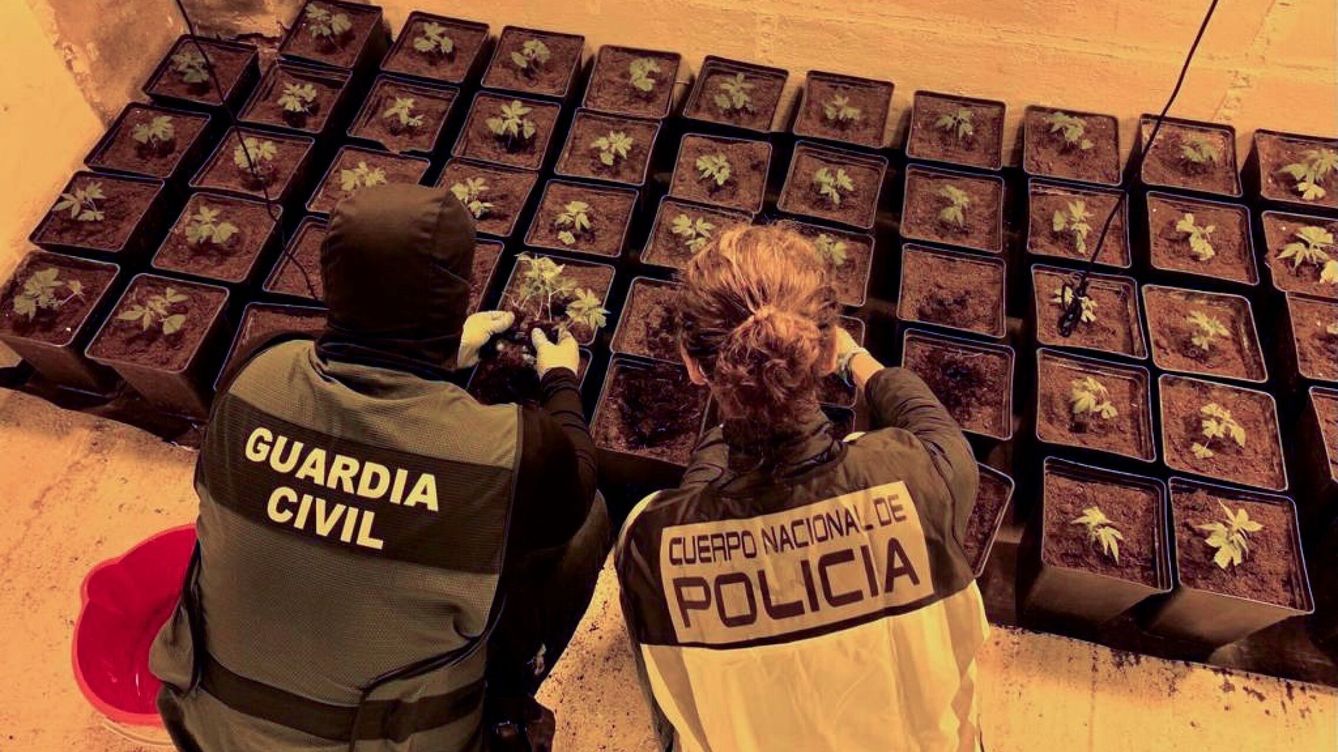 Desmantelado el mayor cultivo de marihuana de Europa, con tres detenidos en Navarra