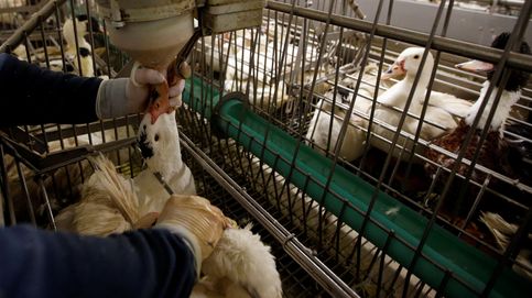 Noticia de Nueva York prohíbe el foie gras tanto en las tiendas como en los restaurantes