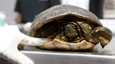 Cinco vuelos cancelados por una tortuga: apareció de la nada en la pista de aterrizaje