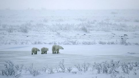 Entre osos polares en el fin del mundo
