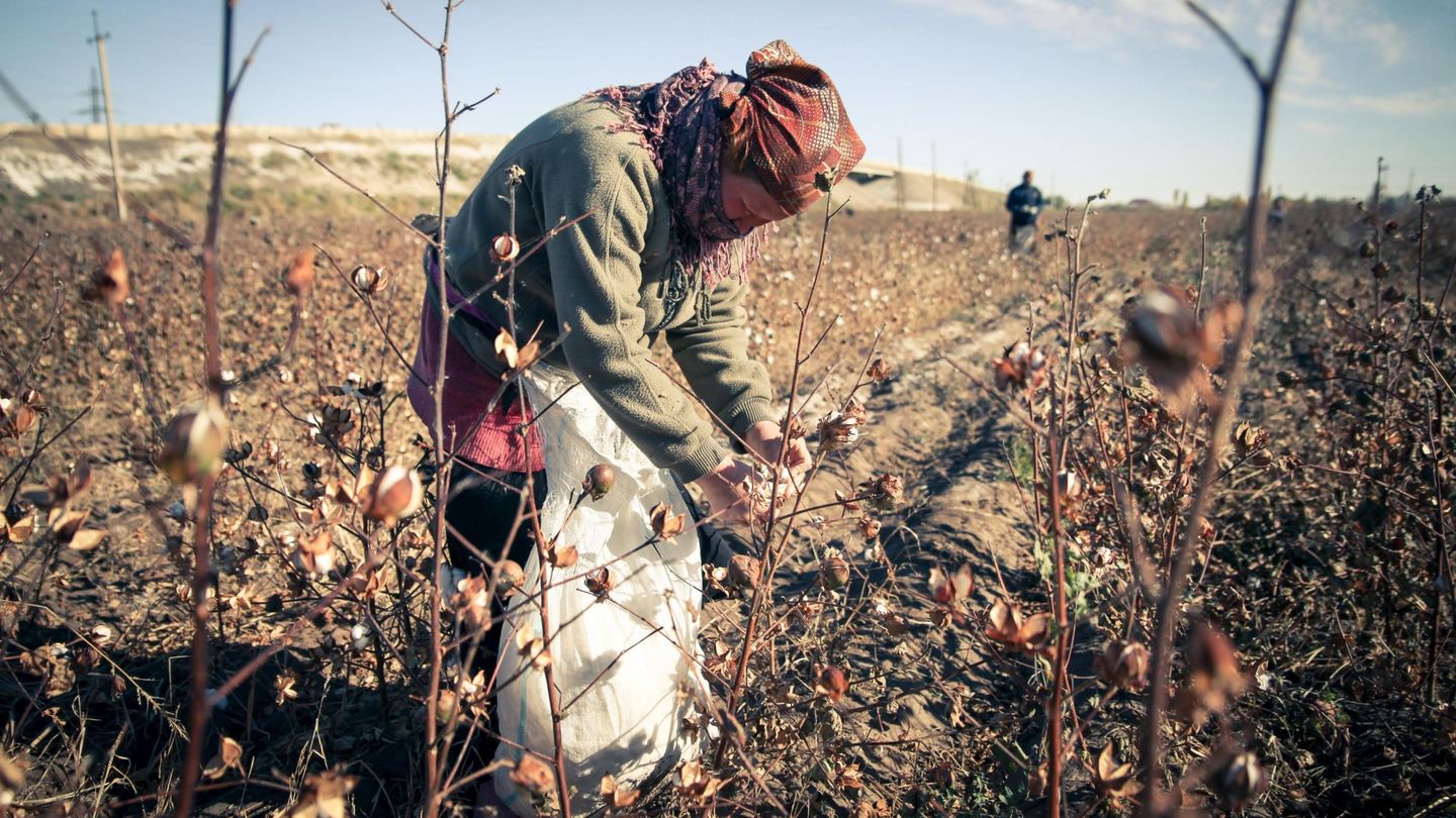 Recogida de algodón en Uzbekistán (Reuters)