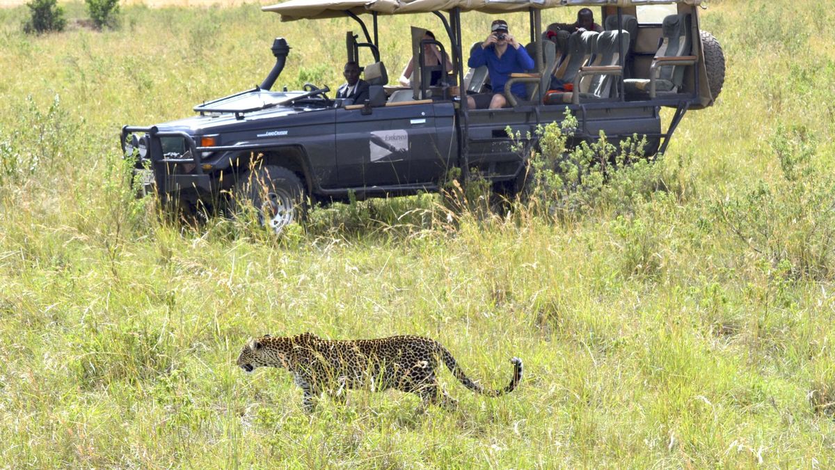 Vergüenza en el Masai Mara: así está acabando el turismo con la vida salvaje