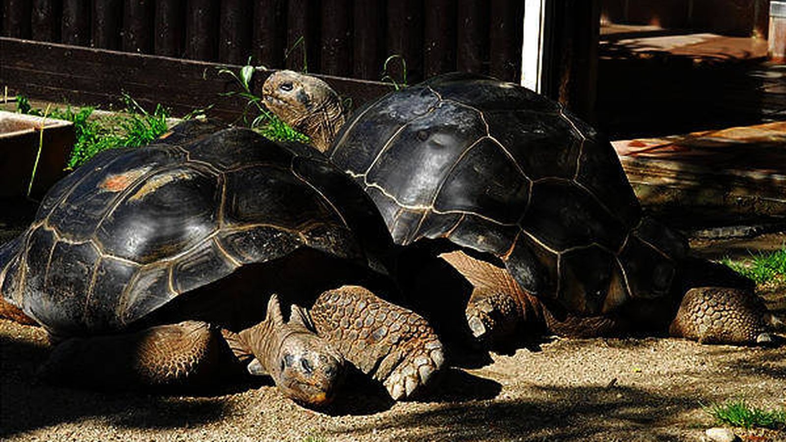 Черепахи пара. Две черепахи. Черепахи и их пары. Преданность черепахи. Найди парочки черепах.