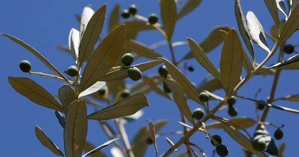 Foto: Aceitunas en un olivo. (Reuters)