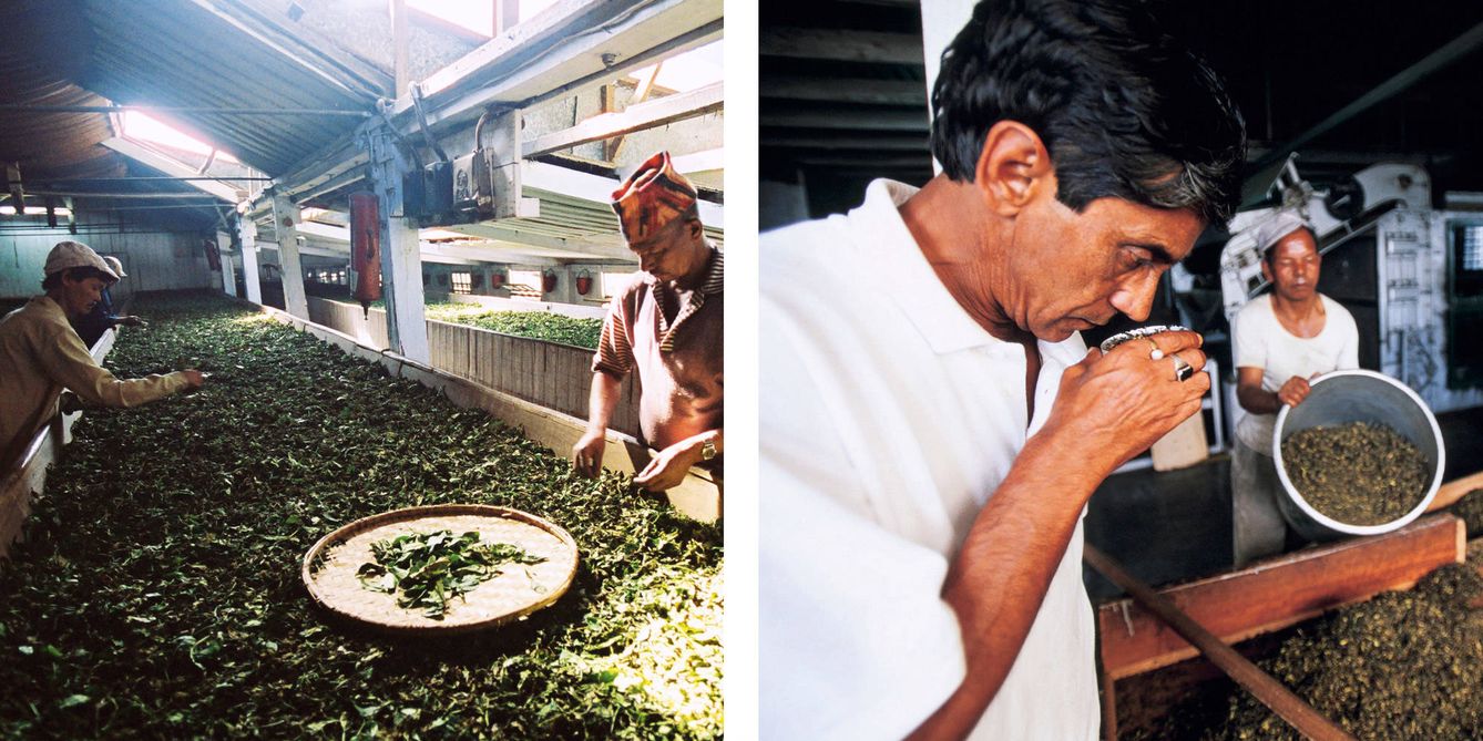 Imagen de la separación de las calidades y el control de la fermentación del té. 