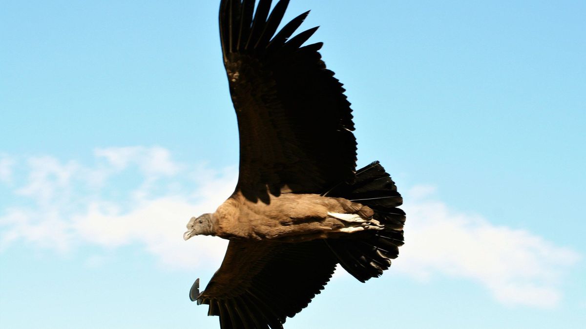 Los cóndores pueden volar 160 km sin batir las alas