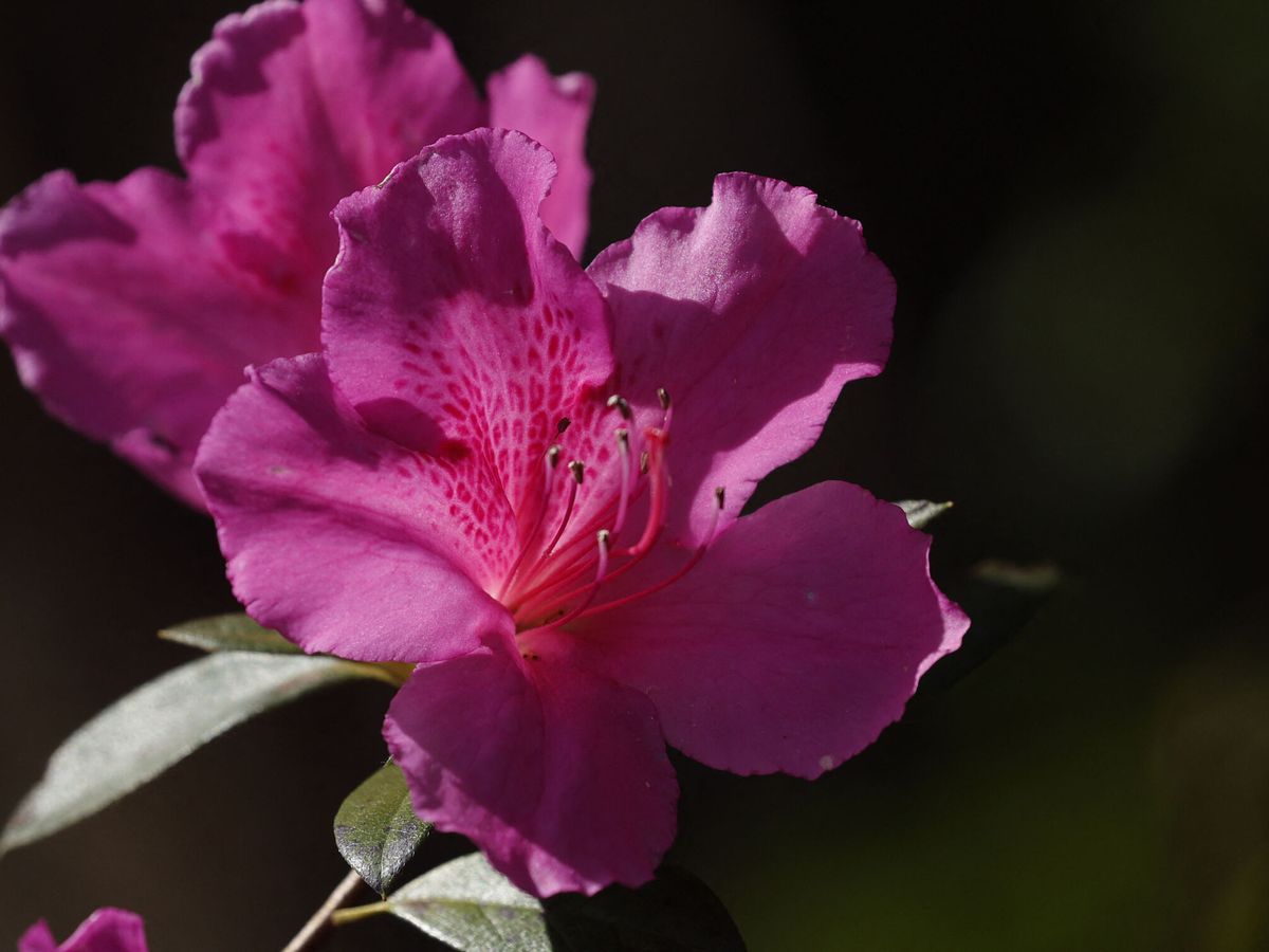 Foto: Esta bonita flor es la inspiración de este nombre de mujer (REUTERS/Jonathan Ernst)