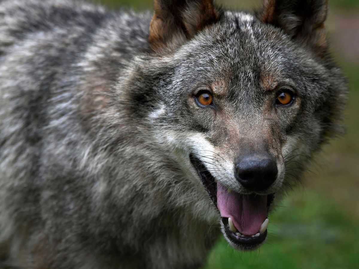 Foto: La protección del lobo divide a Europa. (EFE/E. Alonso)