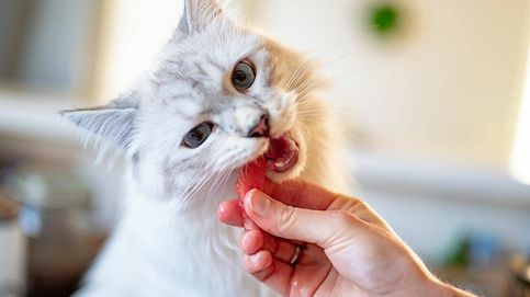 La mejor comida para gatos: ¿dónde comprarla?