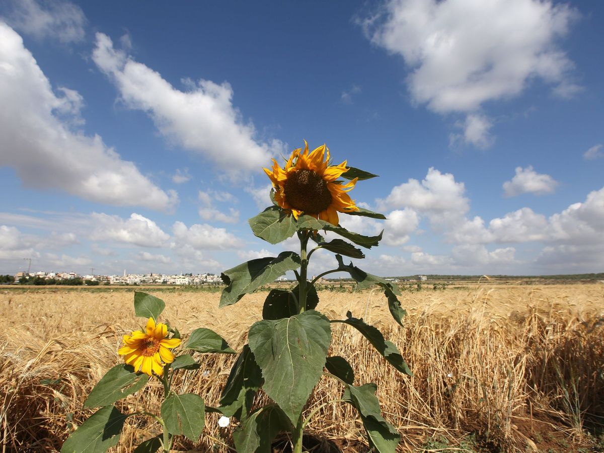 Foto: Girasoles en un campo de trigo. (EFE/Alaa Badarneh)