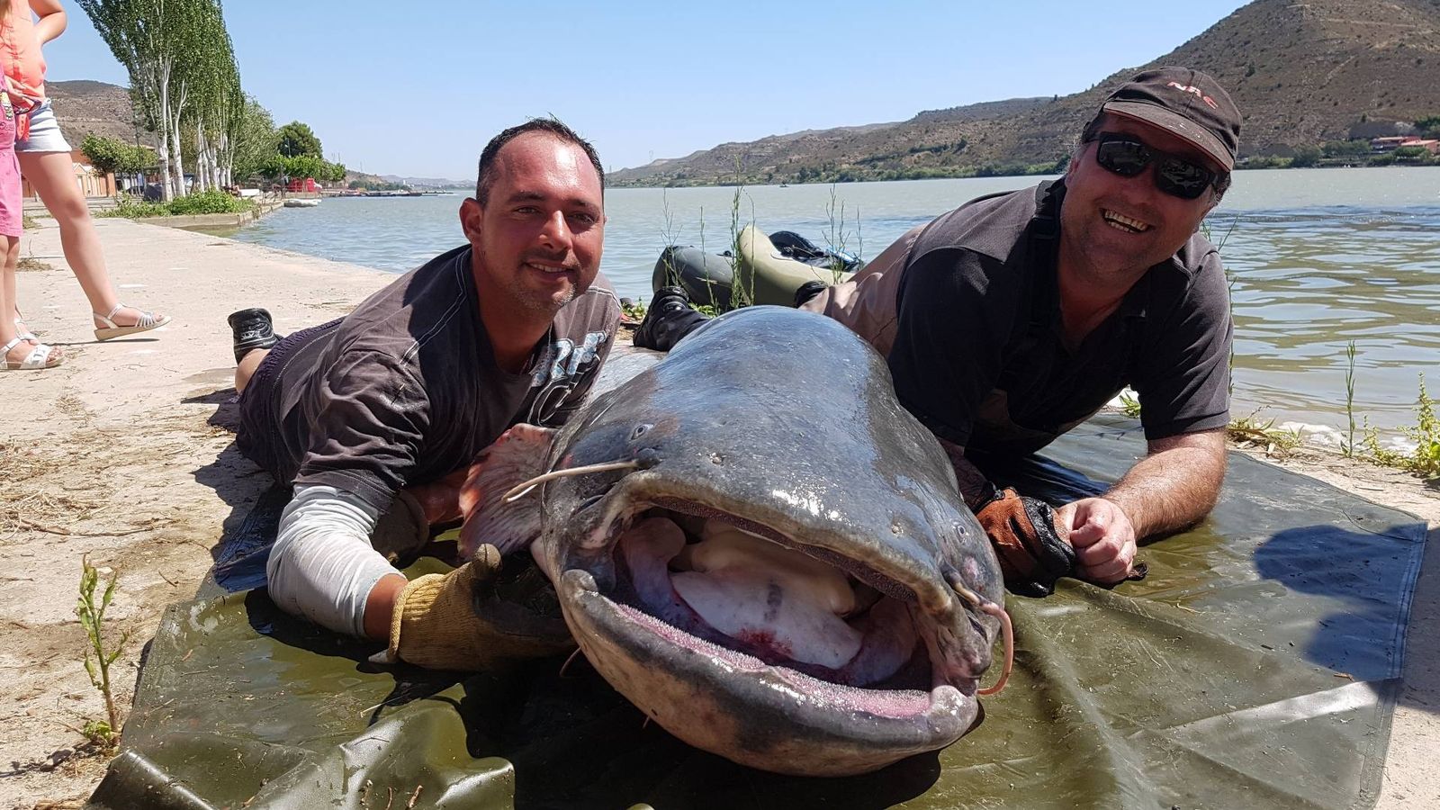 Foto: Un pescador francés capturó en julio un siluro de más de 100 kilos y 2,64 metros. (Ayuntamiento de Mequinenza)