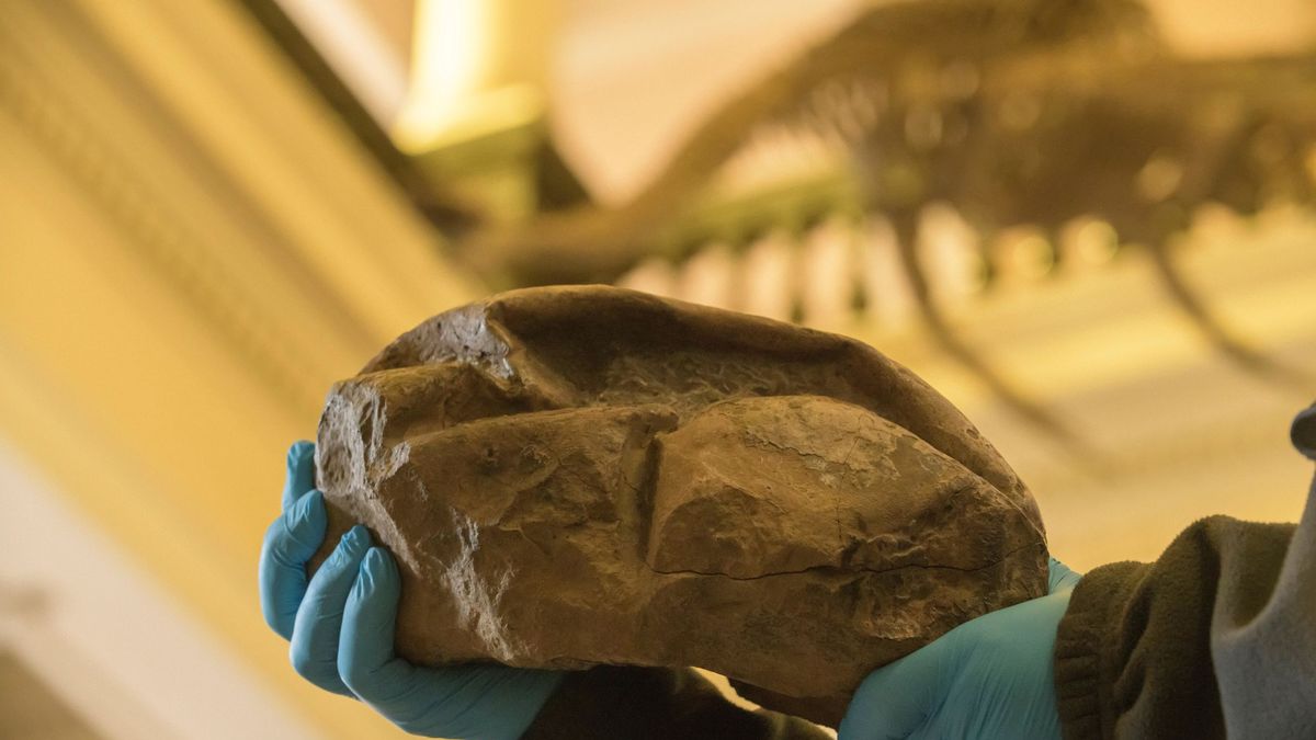Hallan el huevo más grande de la era de los dinosaurios: 30 centímetros y 6,5 kilos