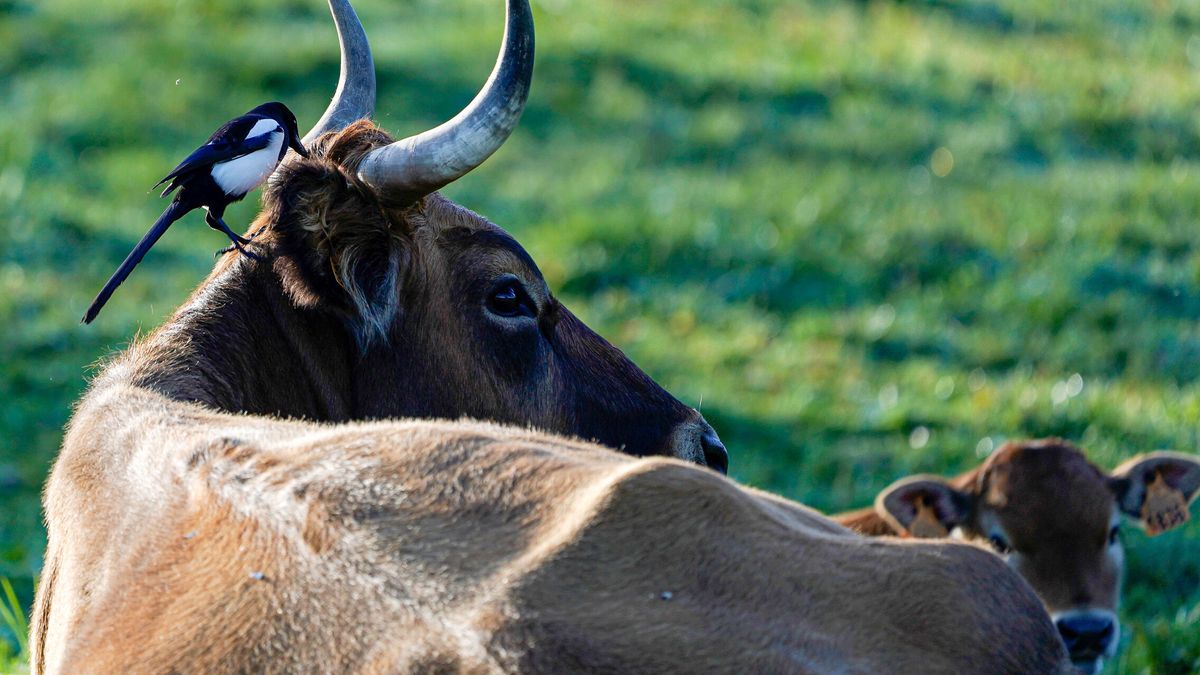 El Tribunal Supremo absuelve a dos condenados por matar a una vaca en Cáceres