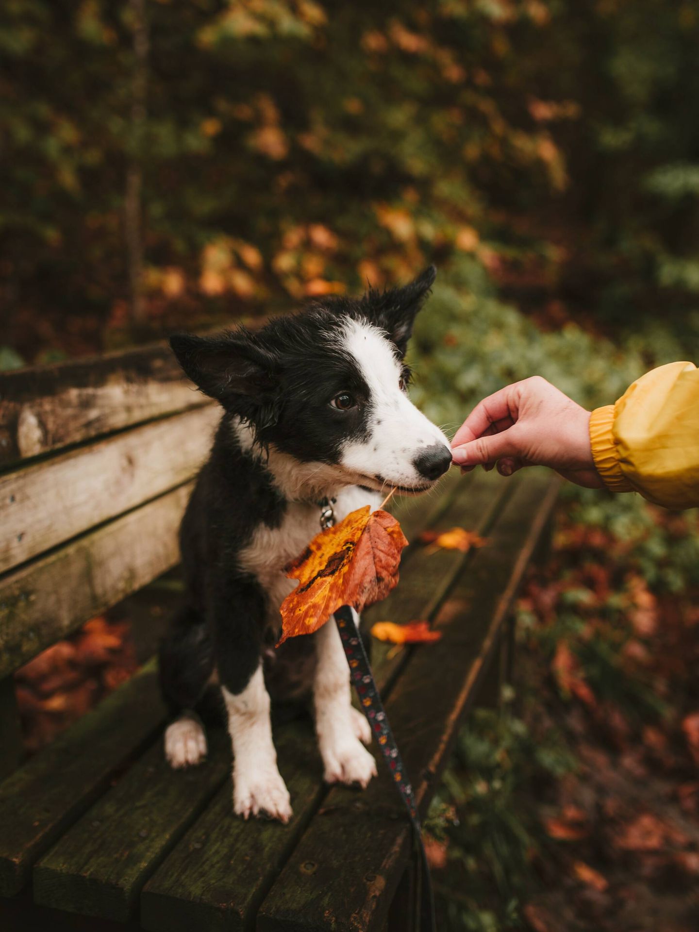 Rituales para celebrar el equinoccio de otoño. (Pexels/Josh Hild)
