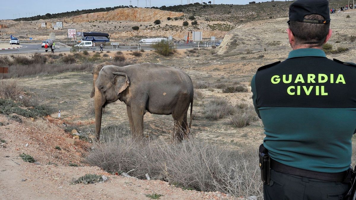 Pacma pide a la Fiscalía incautar las elefantas accidentadas en Albacete