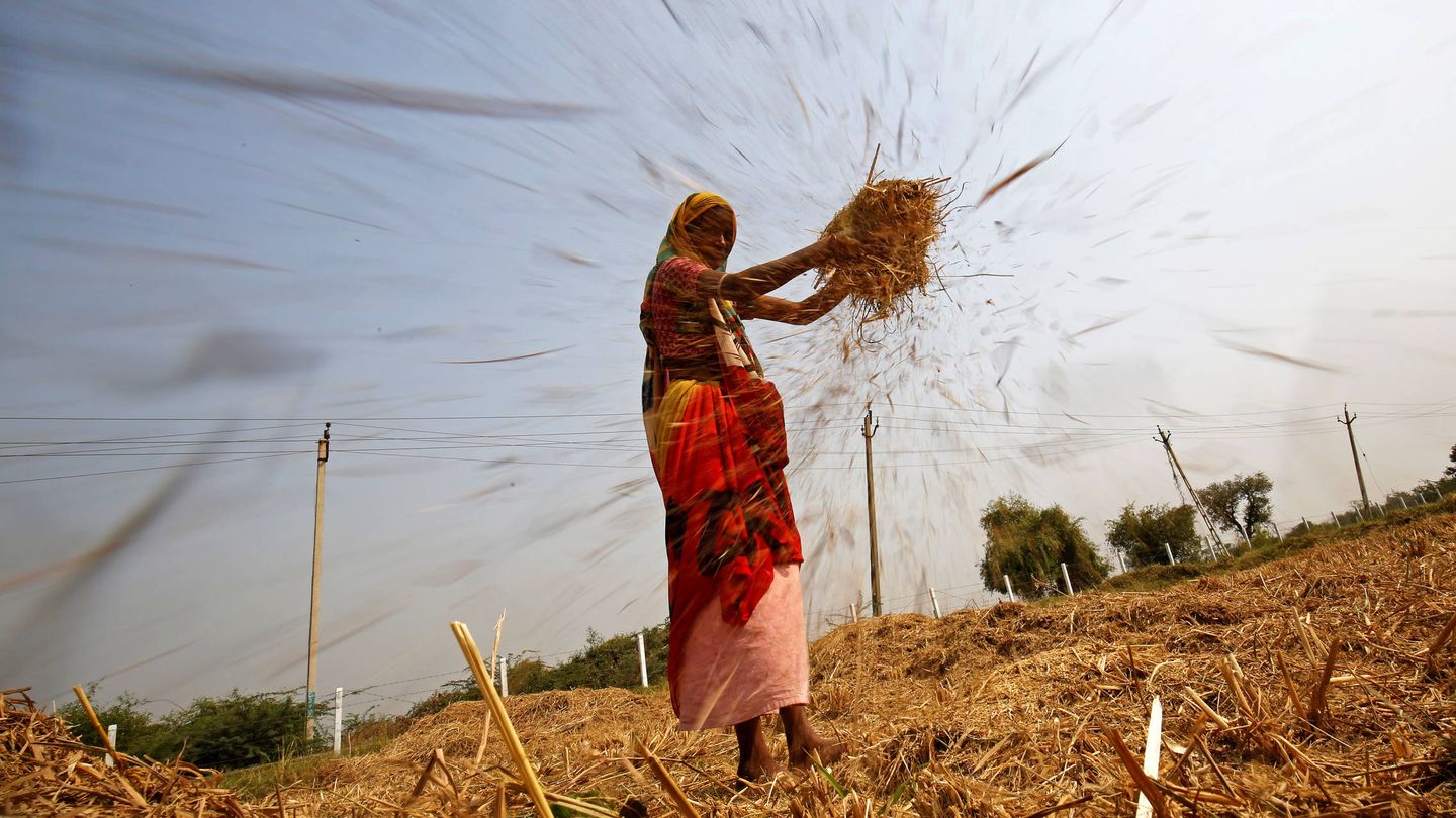 Una mujer aventa arroz en una campo en las afueras de Ahmedabad, India, el 10 de noviembre de 2017. (Reuters)