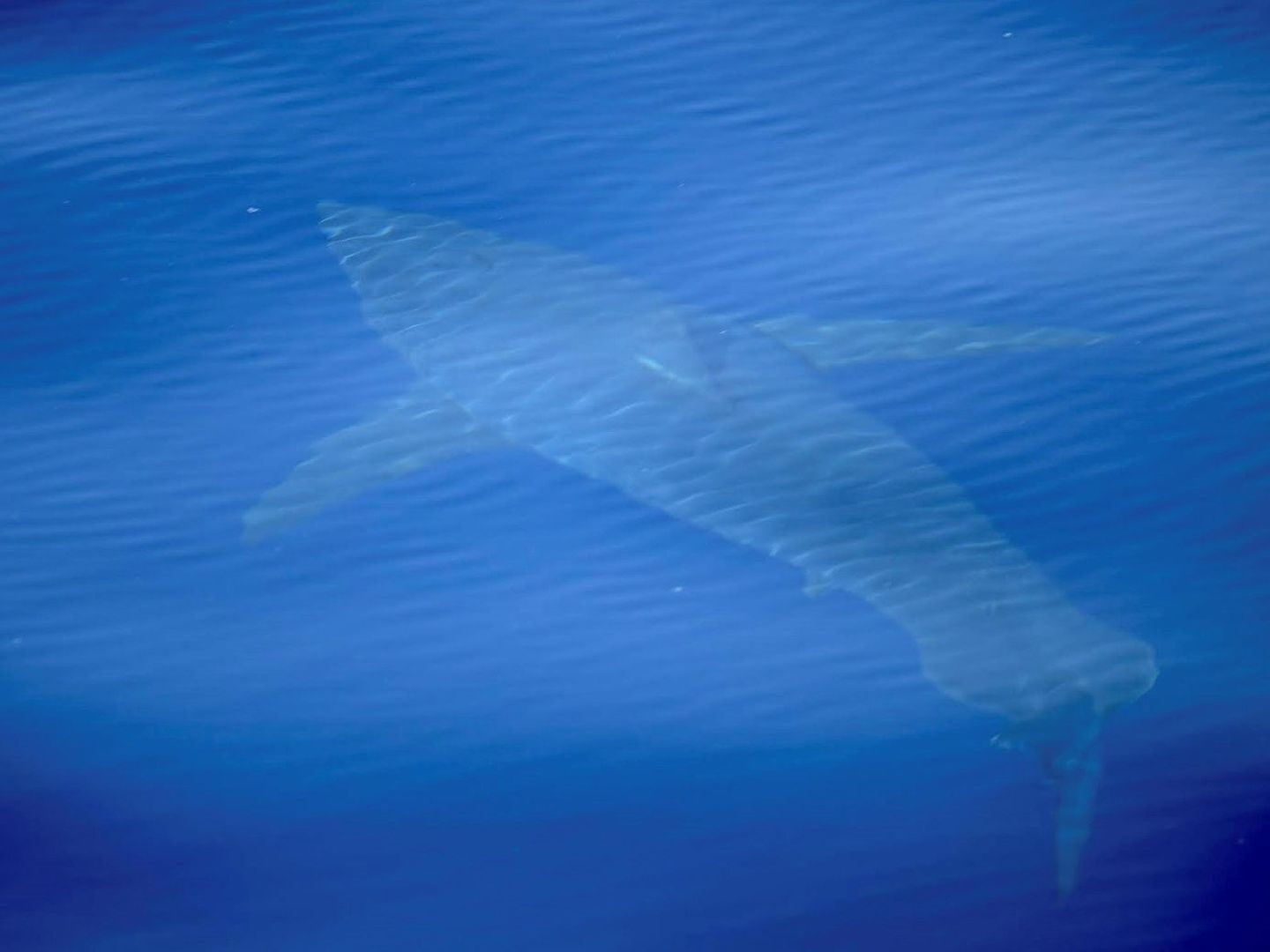 Tiburón blanco avistado en aguas de Mallorca (EFE)