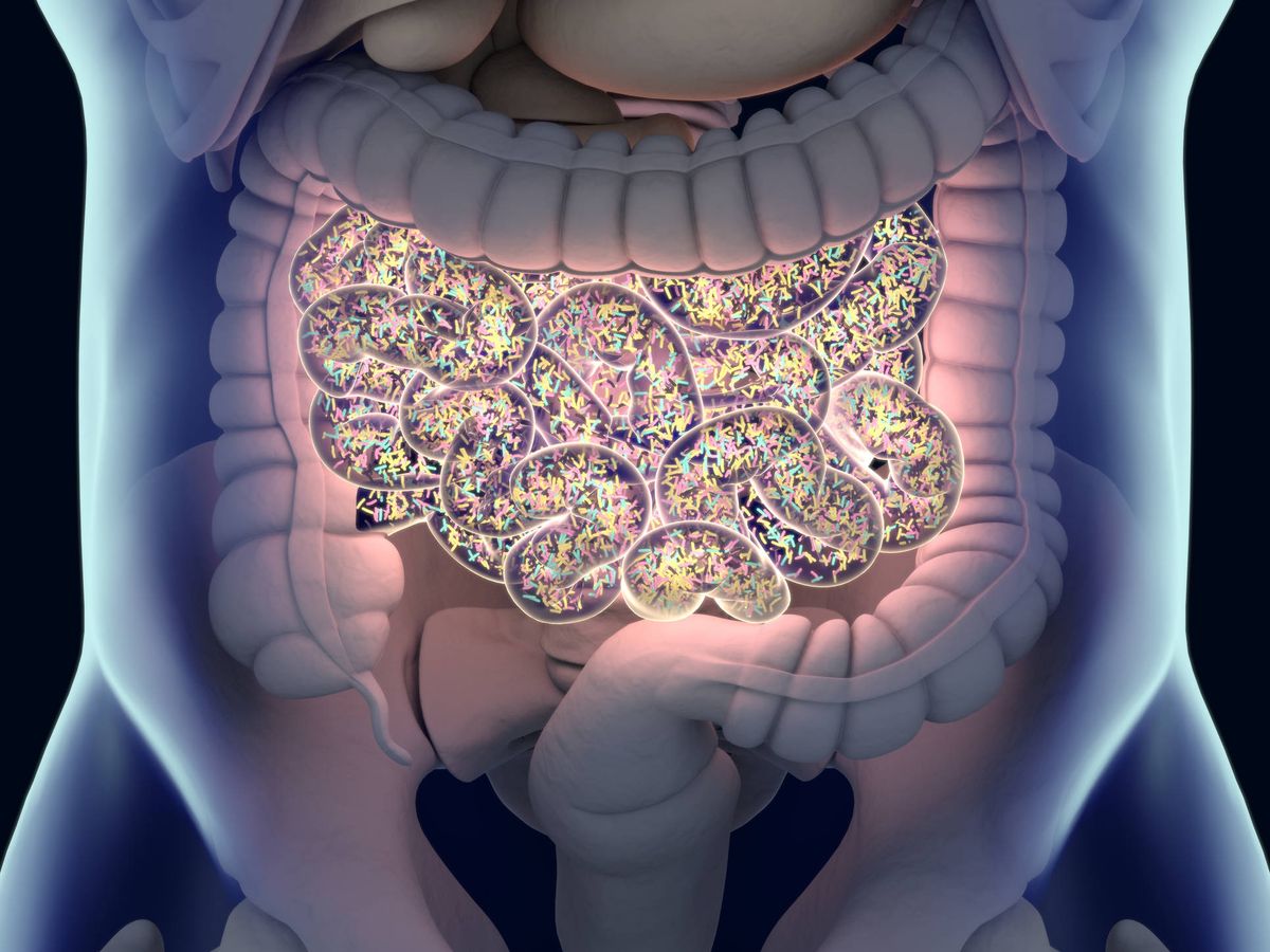 Foto: Los microorganismos del intestino pueden revertir el envejecimiento cerebral. (iStock)