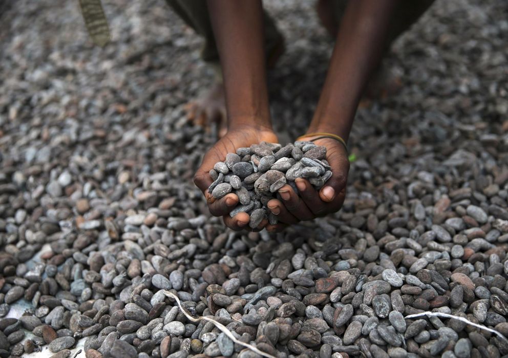 Foto: Semillas de cacao (Reuters)