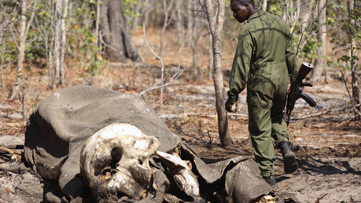 Un soldado examina el cadáver de un elefante cazado por furtivos en el Parque Nacional de Hwange, en Zimbabue. (Reuters)