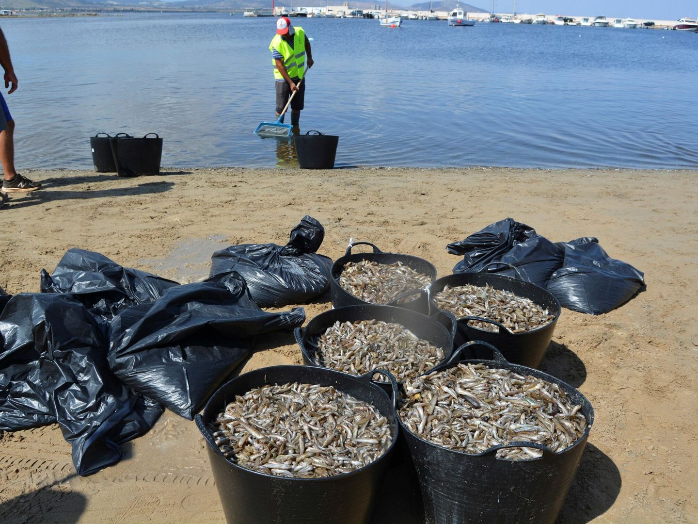 Recogida de peces muertos en el Mar Menor. (EFE/WWF)