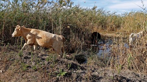 En busca del dueño de 100 vacas: las reses campan a sus anchas en un pueblo de Almería