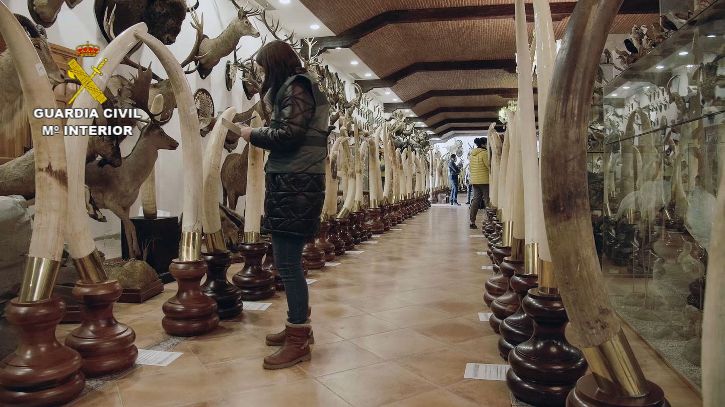 La colección de la familia Ros Casares en Bétera incluye 198 colmillos de elefante. (Guardia Civil)