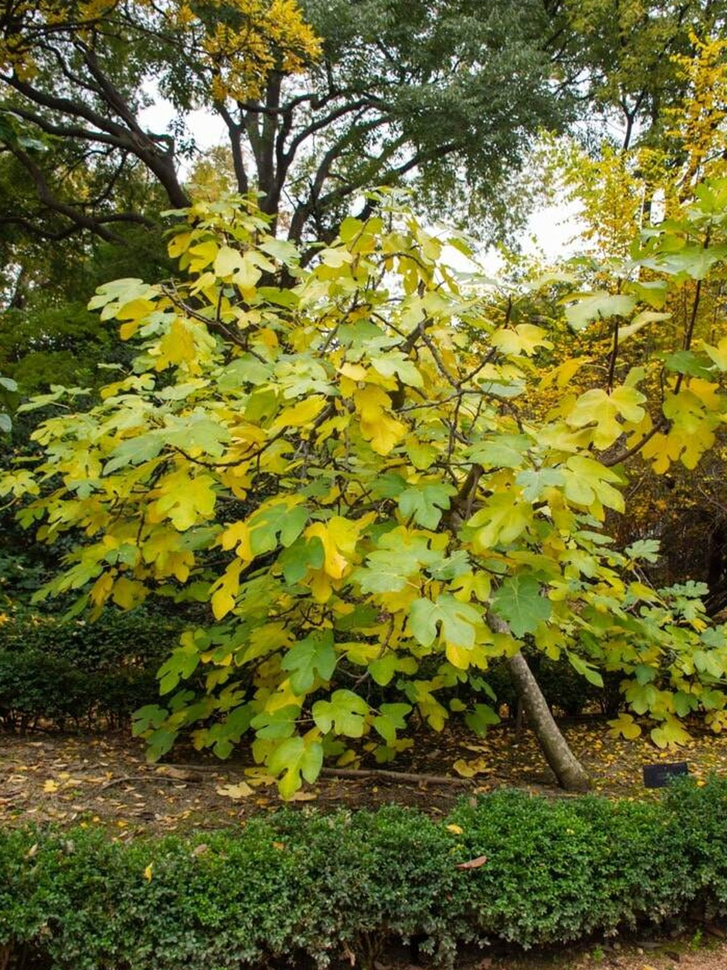 Higuera Ficus carica. (Real Jardín Botánico)