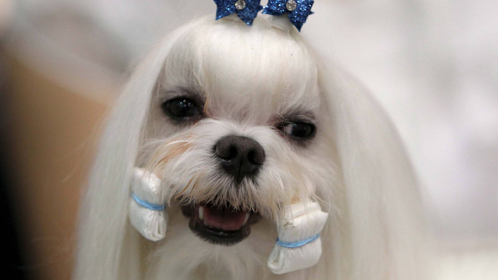 Foto: Proliferan las peluquerías para perros. (EFE)