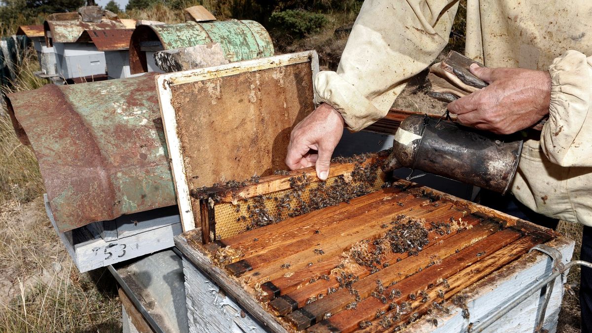 Los apicultores luchan por mantener las colmenas ante un año "horroroso"