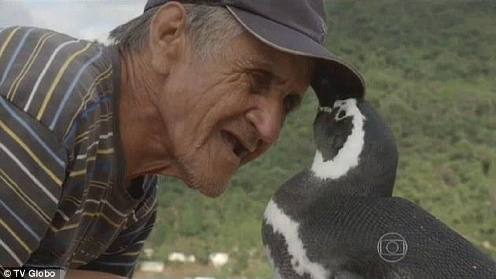 Foto: El pingüino se comporta como un perro con Souza. (TV Globo/ Universidad de Buenos Aires)