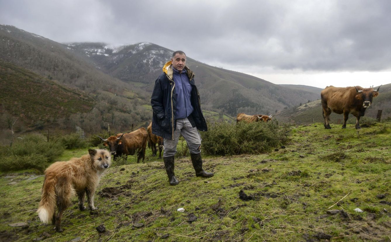 El ganadero Ángel Rivas, con sus vacas en una finca de su propiedad en A Teixeira (Maceda), donde suelen habitar los lobos. (EFE)
