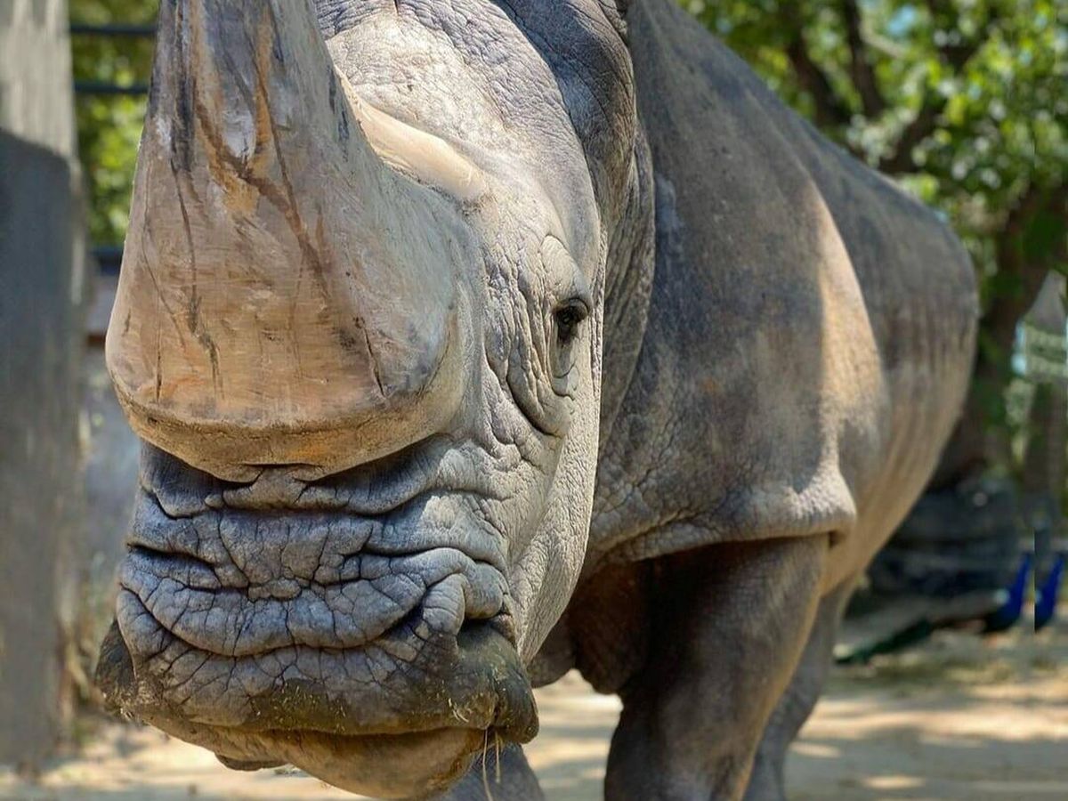 Foto: El zoológico de Barcelona se despide de Pedro, el rinoceronte blanco más longevo de Europa. (Zoológico de Barcelona)