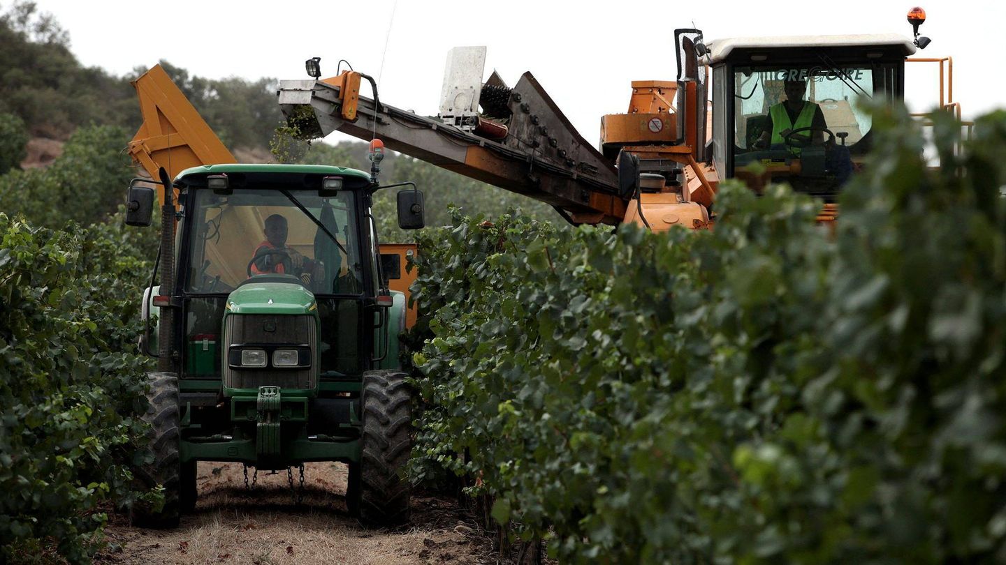 Operarios trabajando los viñedos para cava en una plantación de Cataluña. (EFE)