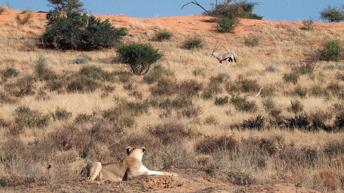 Un oryx pasa bajo la atenta mirada de una leona. (A. C.)